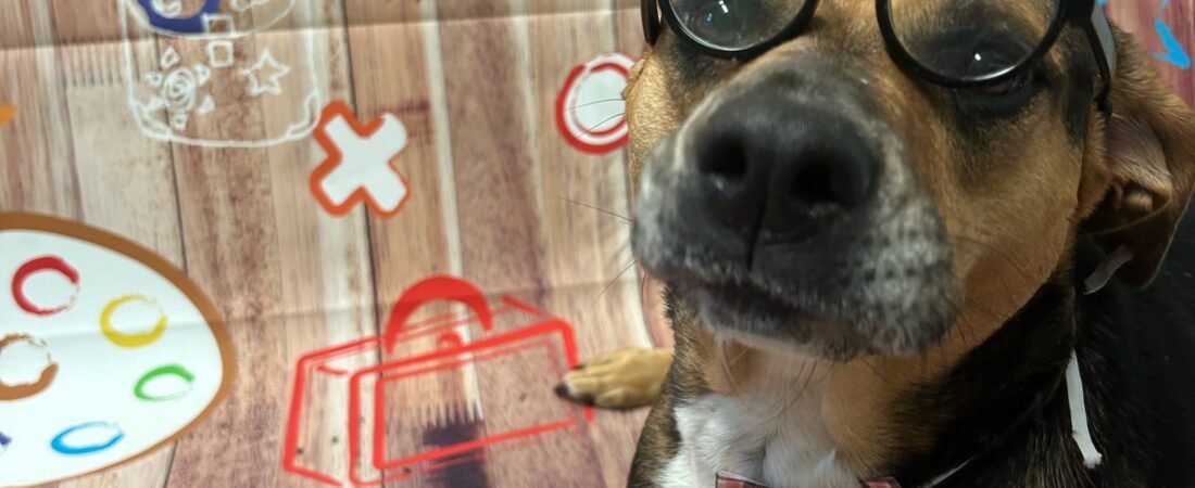 Top 10 Chew Toys for Bully Breed Dogs: A Chewer’s Guide