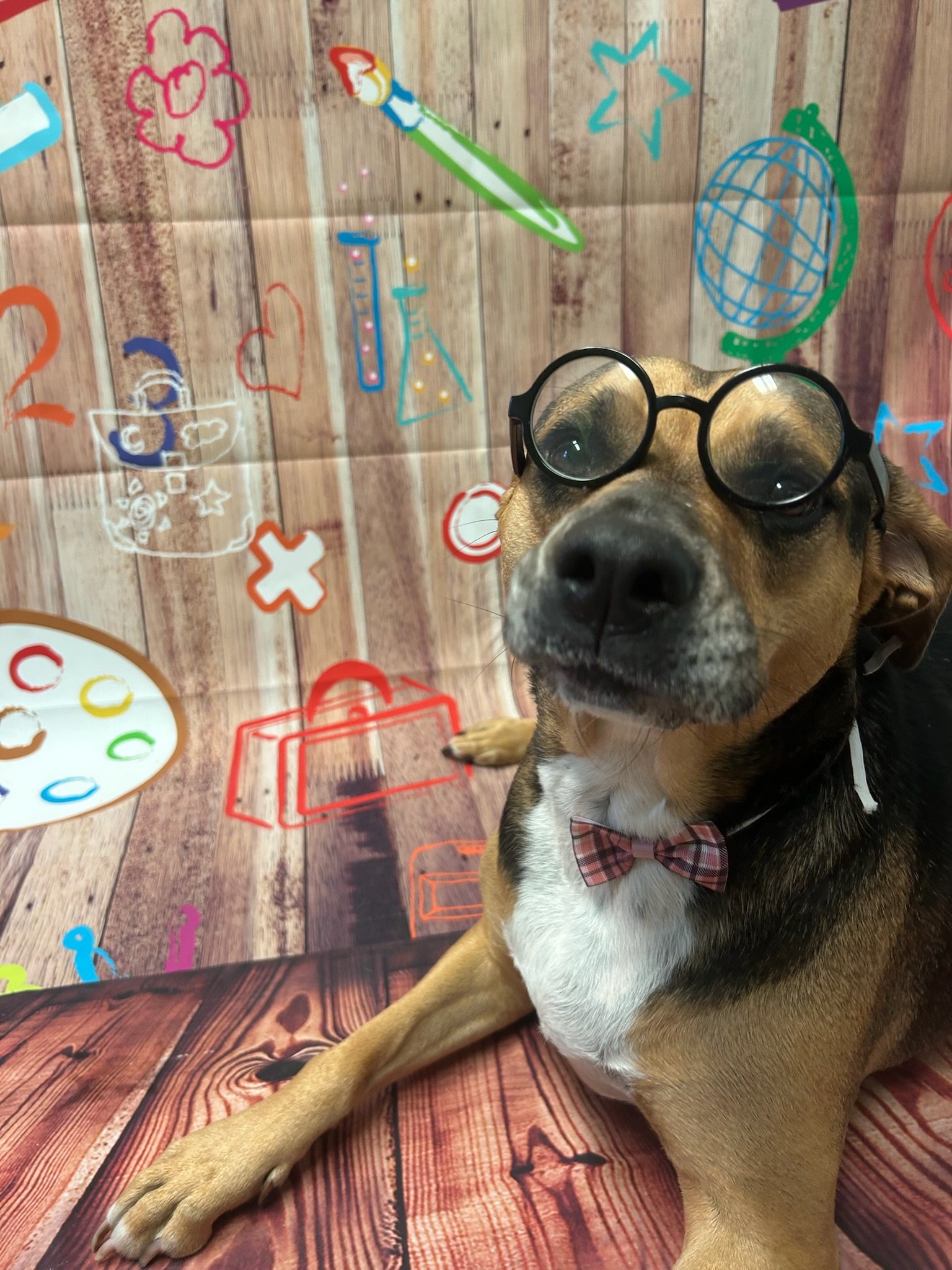 Top 10 Chew Toys for Bully Breed Dogs: A Chewer’s Guide